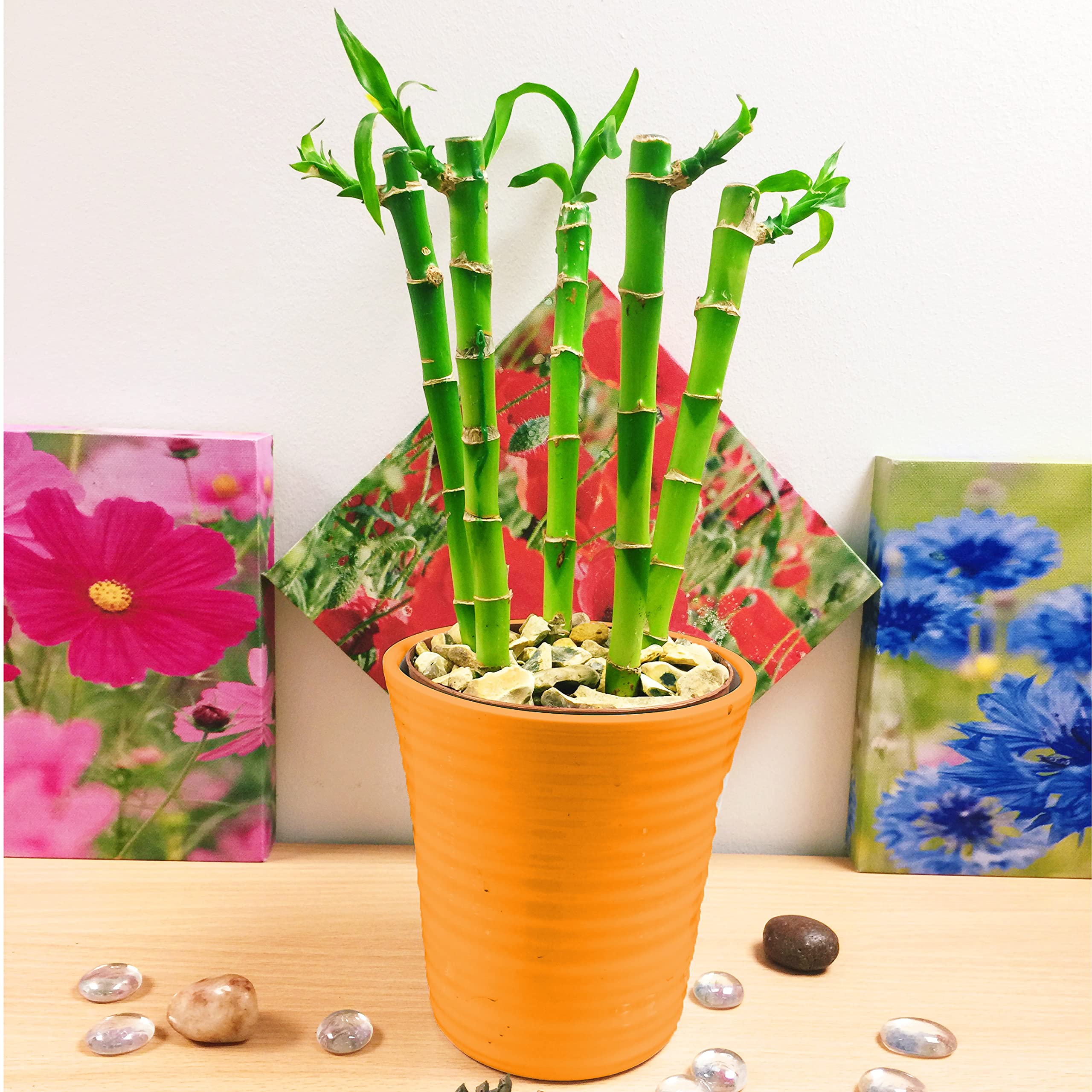 Plantes en bambou d'intérieur avec pot d'arrosage automatique design blanc