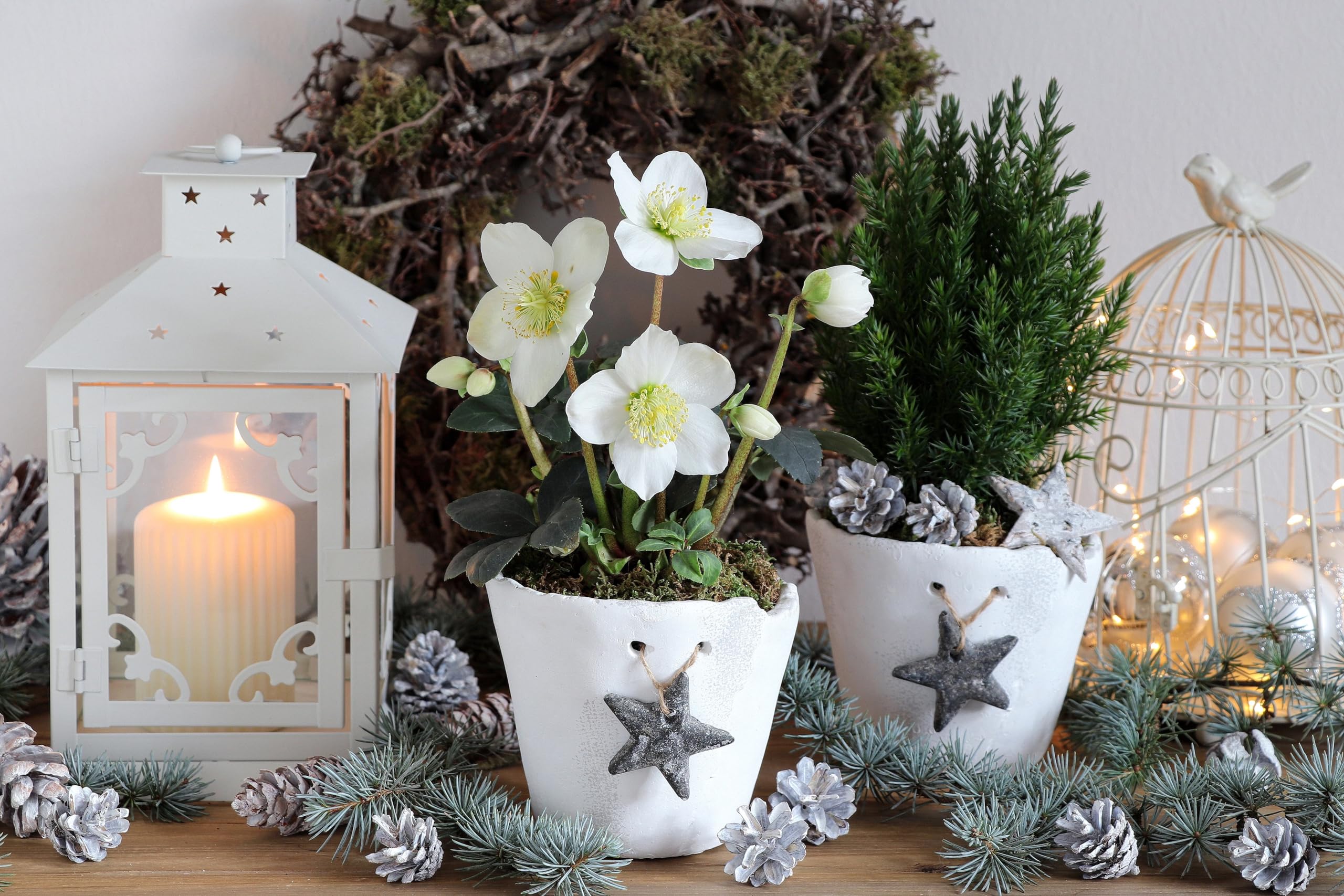 Stauden Gänge 10 x Helleborus niger Advent Star Christrose/Schneerose Weiß