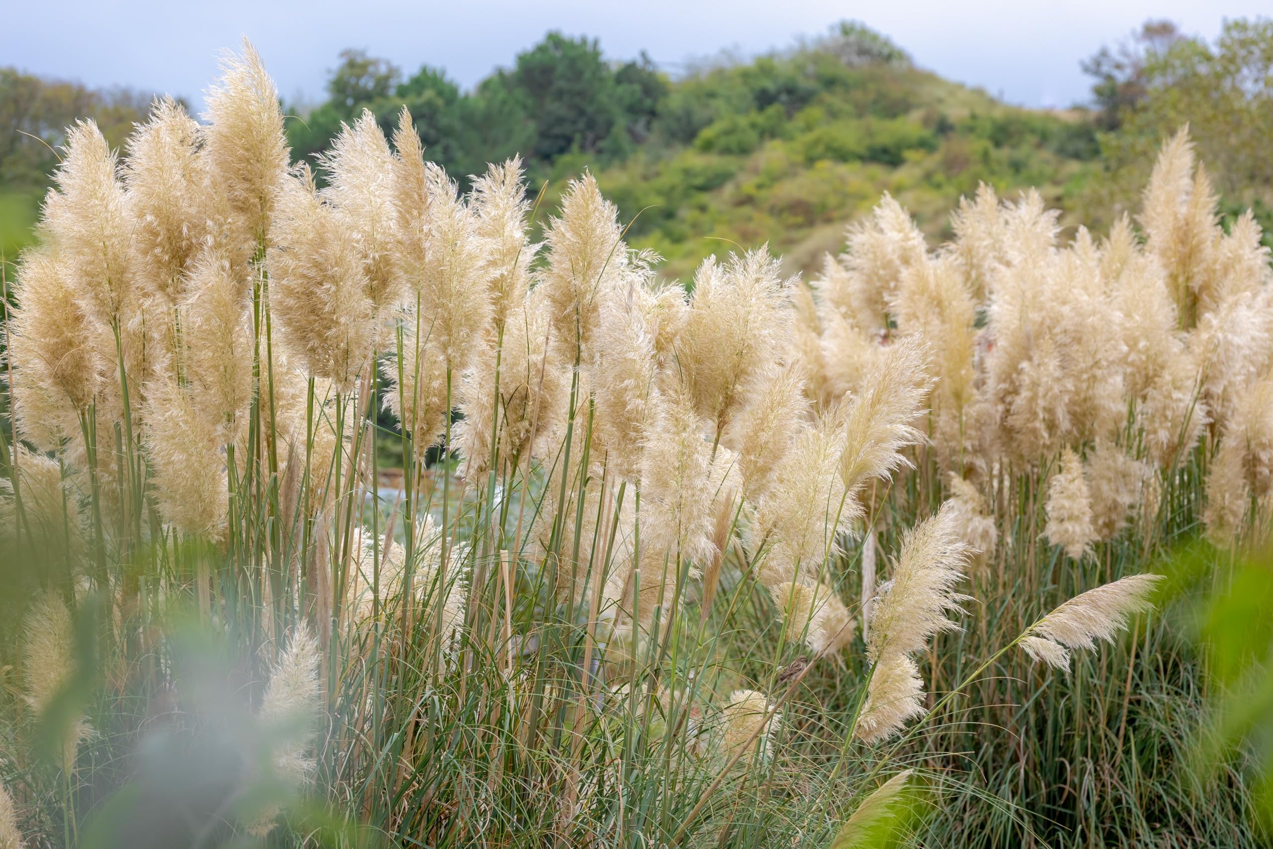 Stauden Gänge 10 x Cortaderia selloana 'Evita' Weißes Pampasgras winterhart