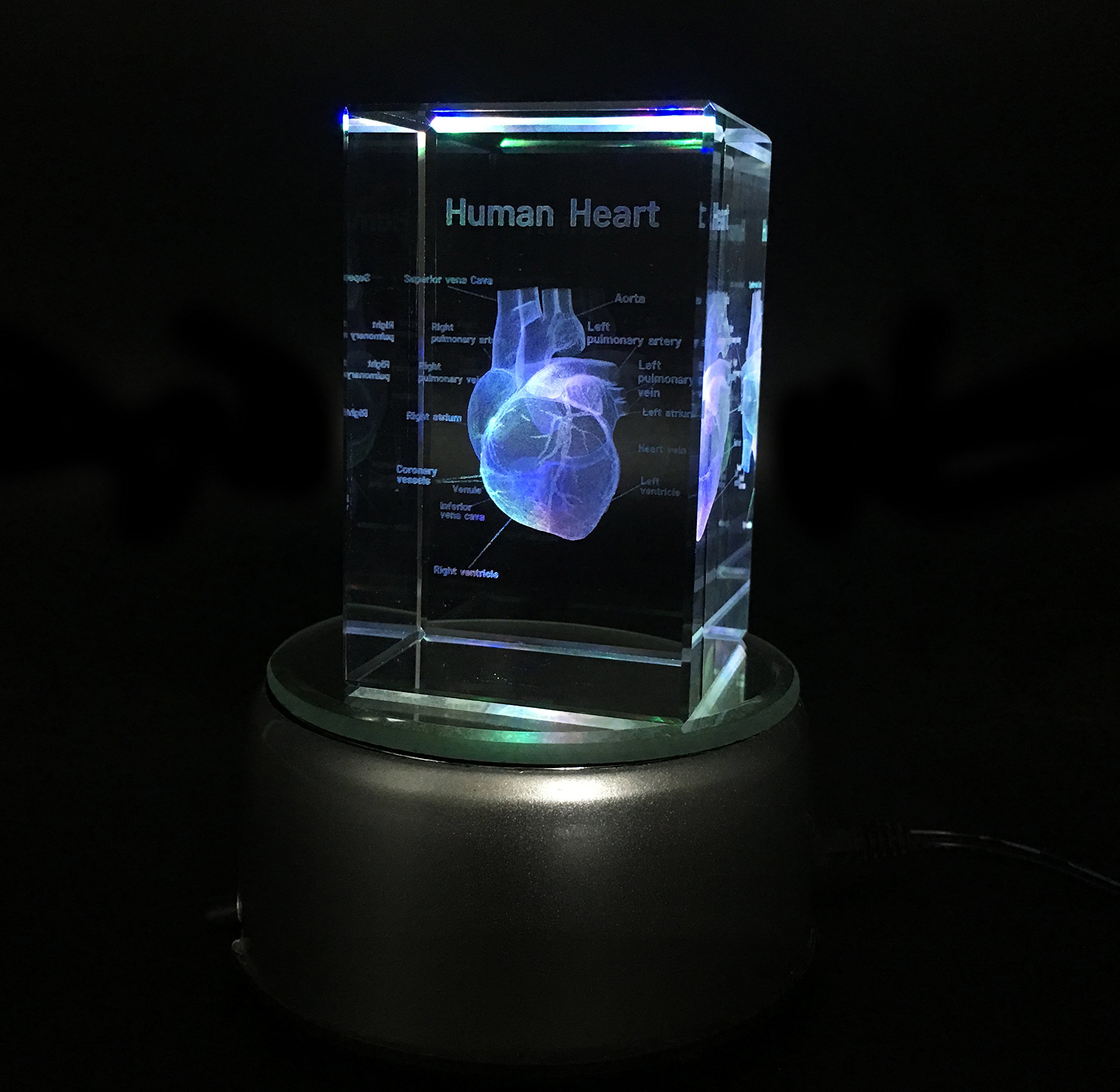 Amazon.com: 3D Human Heart Anatomical Model Paperweight(Laser