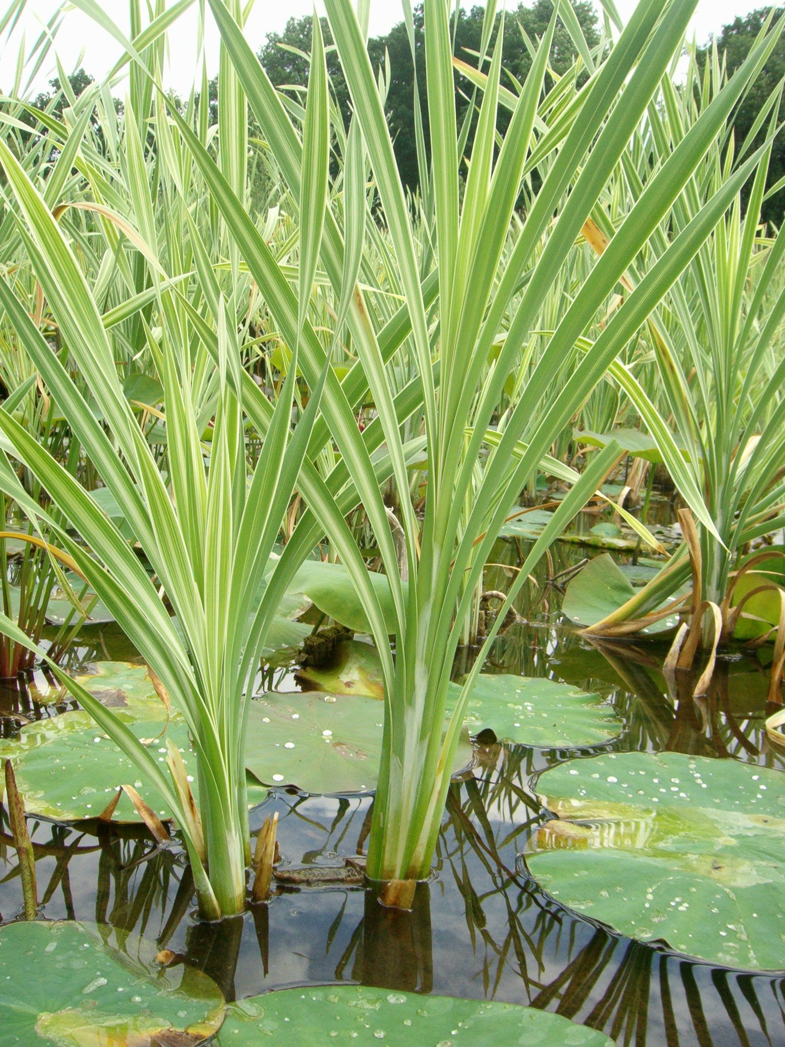 Mühlan - 7 Bund/Portionen Wasserpest für den Gartenteich, Sauerstoffpflanzen für den Teich, winterharte Sorte