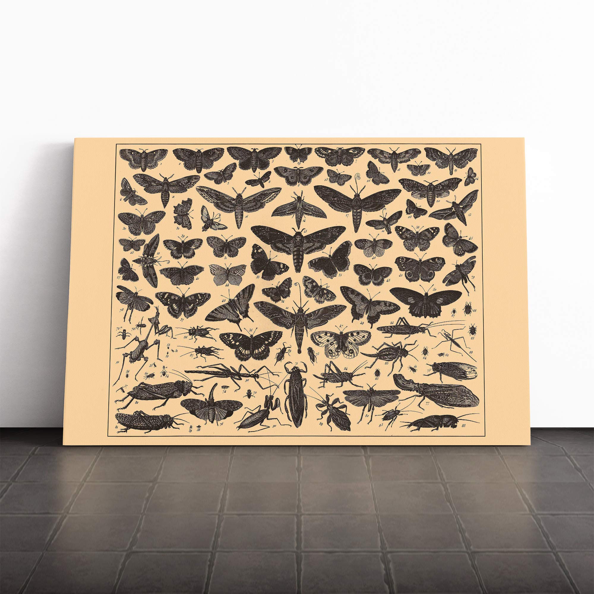 Encyclopedia Vintage Butterflies and Insects (1) Canvas Print | Gallery Wrapped 30mm Frame Wall Art | 24x16 inches | Ready to Hang | Retro Picture | Living Room Bedroom Lounge Office