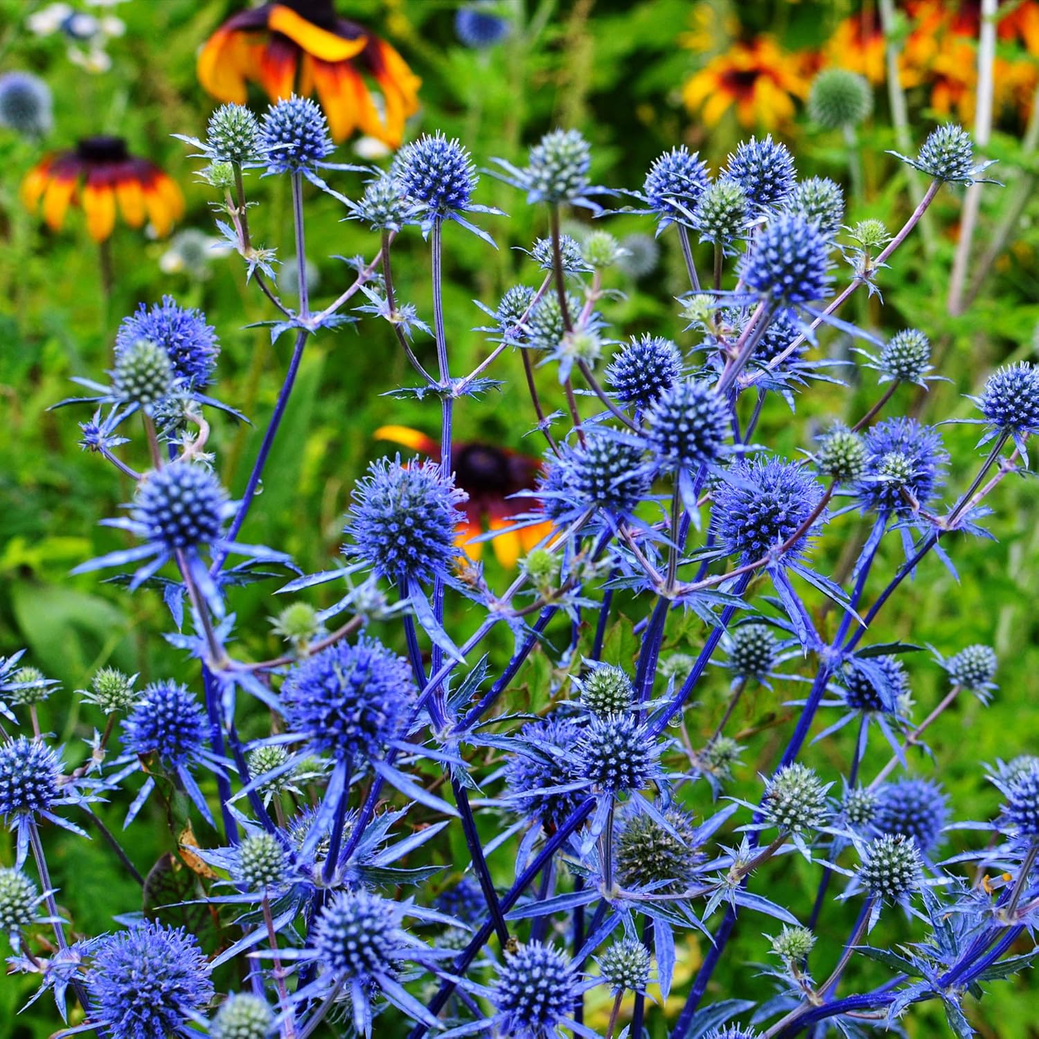 Outsidepride Eryngium Alpinum Sea Holly Flower Seed 200