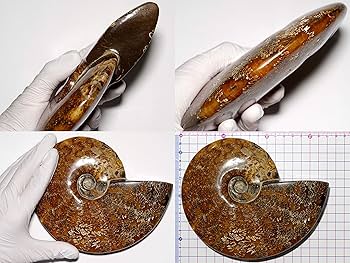 アンモナイト化石 約10cm アンモナイト化石 約2.85kg 21cmx 15cmx 10cm 化石発掘 古生代