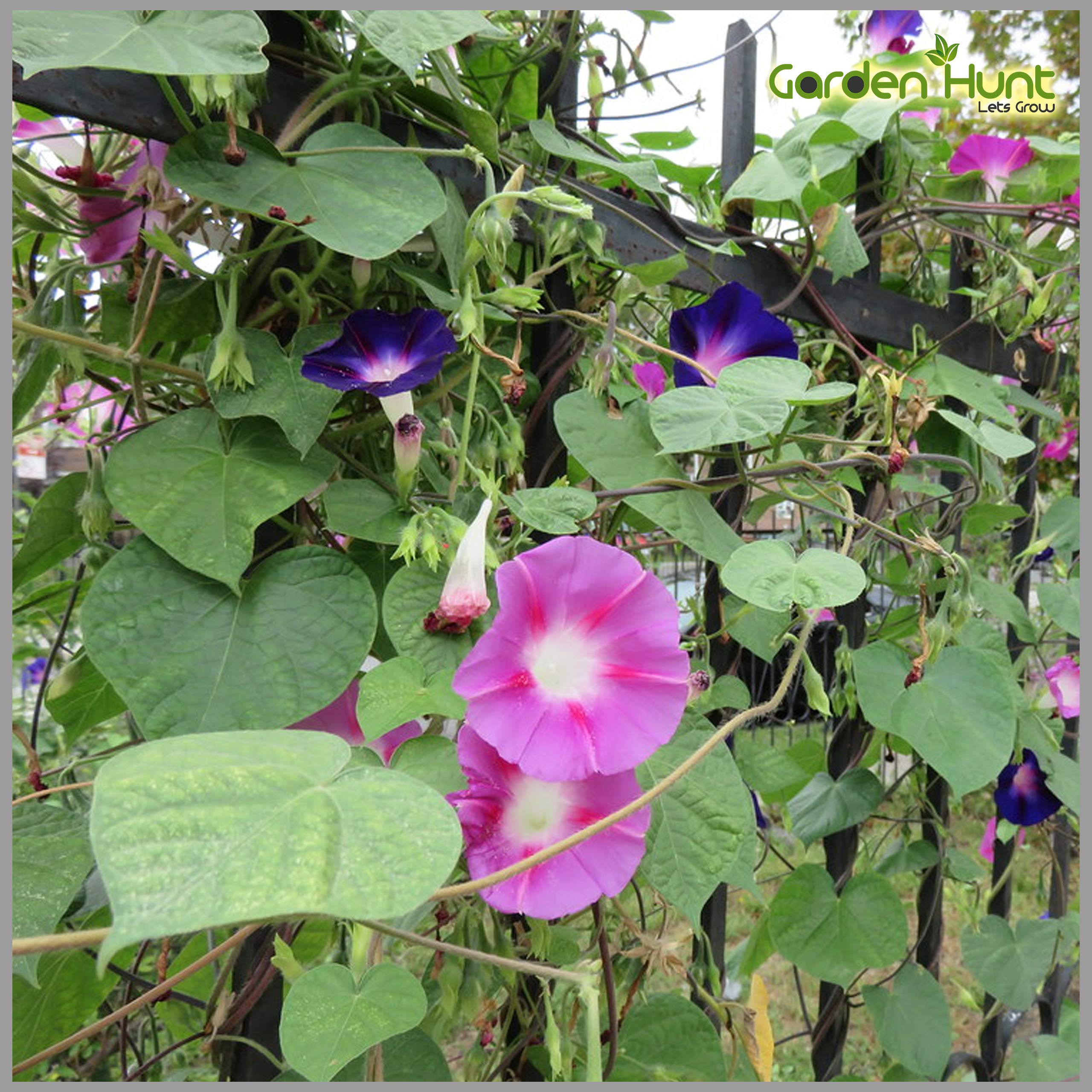 Ipomoea Mix (Morning Glory) Climber Seeds (Pack of 30 Seeds