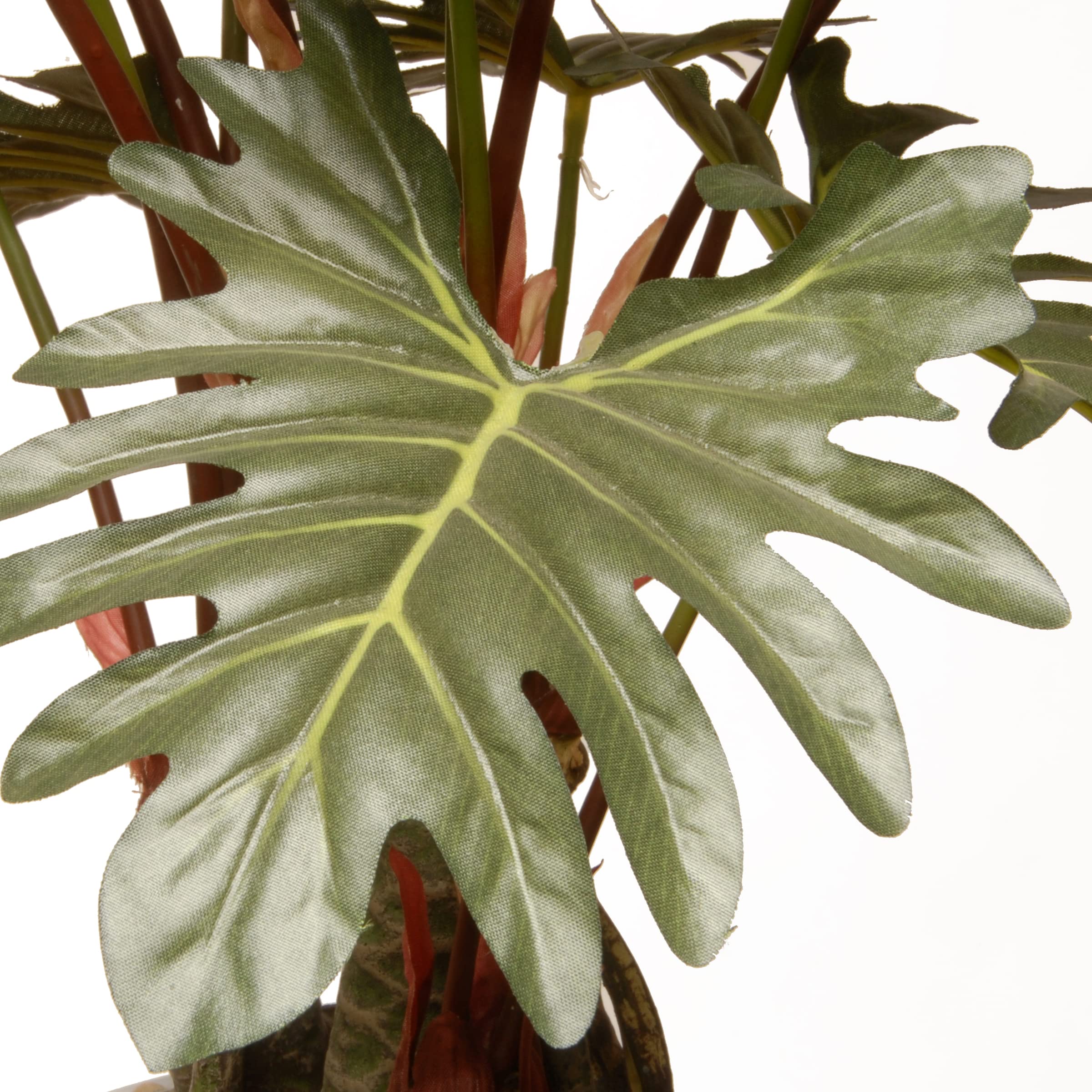 philodendron scandens hydrokultur Philodendron scandens 'Brasil' | Plants