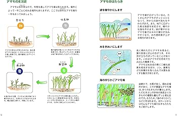 よみがえれ、海のゆりかご アマモ場の生きものと小網代アマモ場再生の