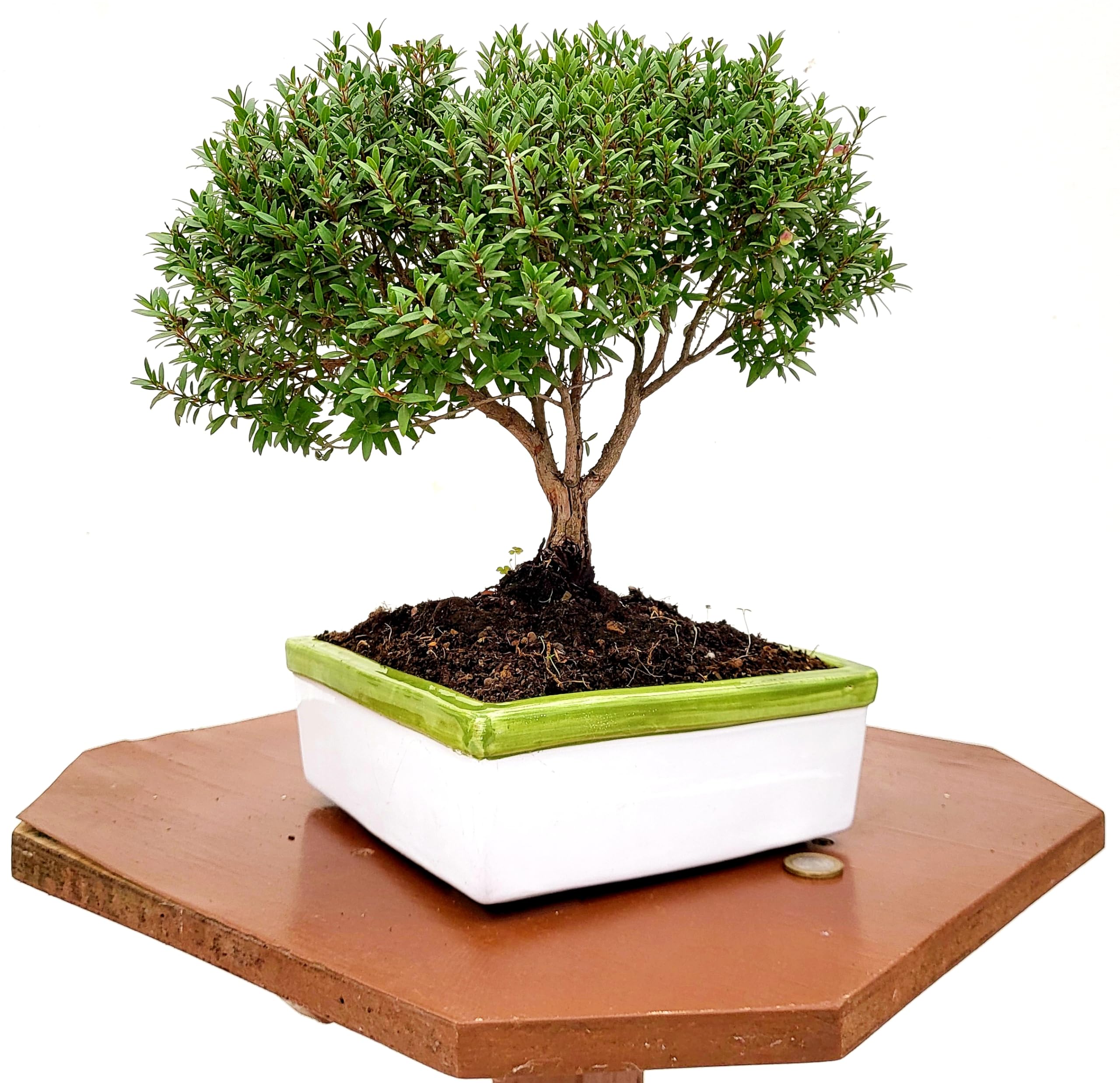 POWERS TO FLOWERS - MIRTO BONSAI COLTIVATO IN CIOTOLA CERAMICA BASSA 17X17 CM, piante vere