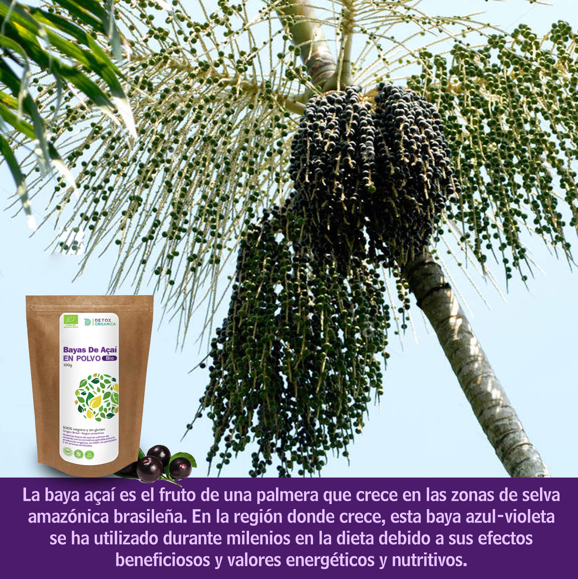 Detox Organica Bayas De Acai Polvo Orgánico - 100g Açaí en Polvo BIO -Bayas De Acai Organico Freeze-Dried – Extracto Crudo de la Pulpa – Cultivado en Brasil, Liofilizado