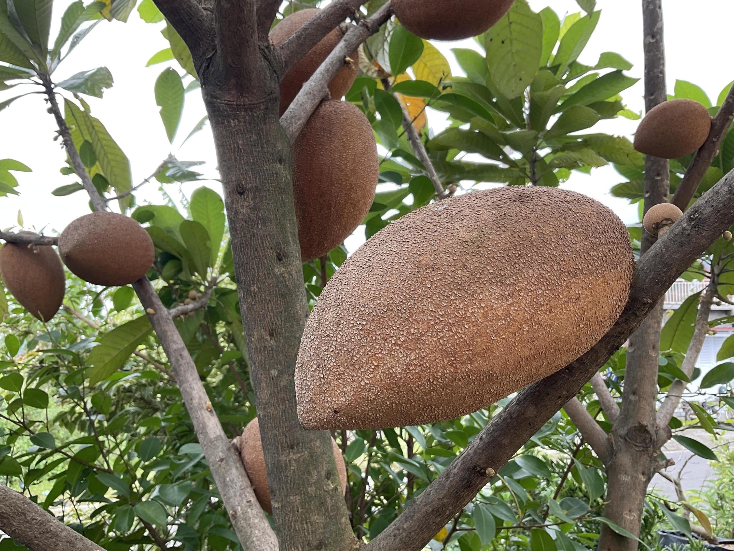 Seedling Mamey Sapote Magana Plant | Pouteria Sapota Live Fruit Tree – Decorative Use | Home Garden | Fruit Enthusiasts