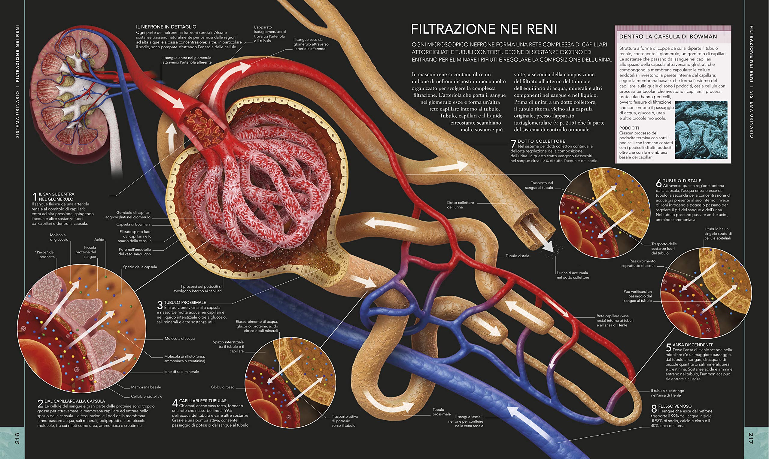 Il corpo umano. Una guida illustrata su struttura, funzioni e patologie (Italiano)