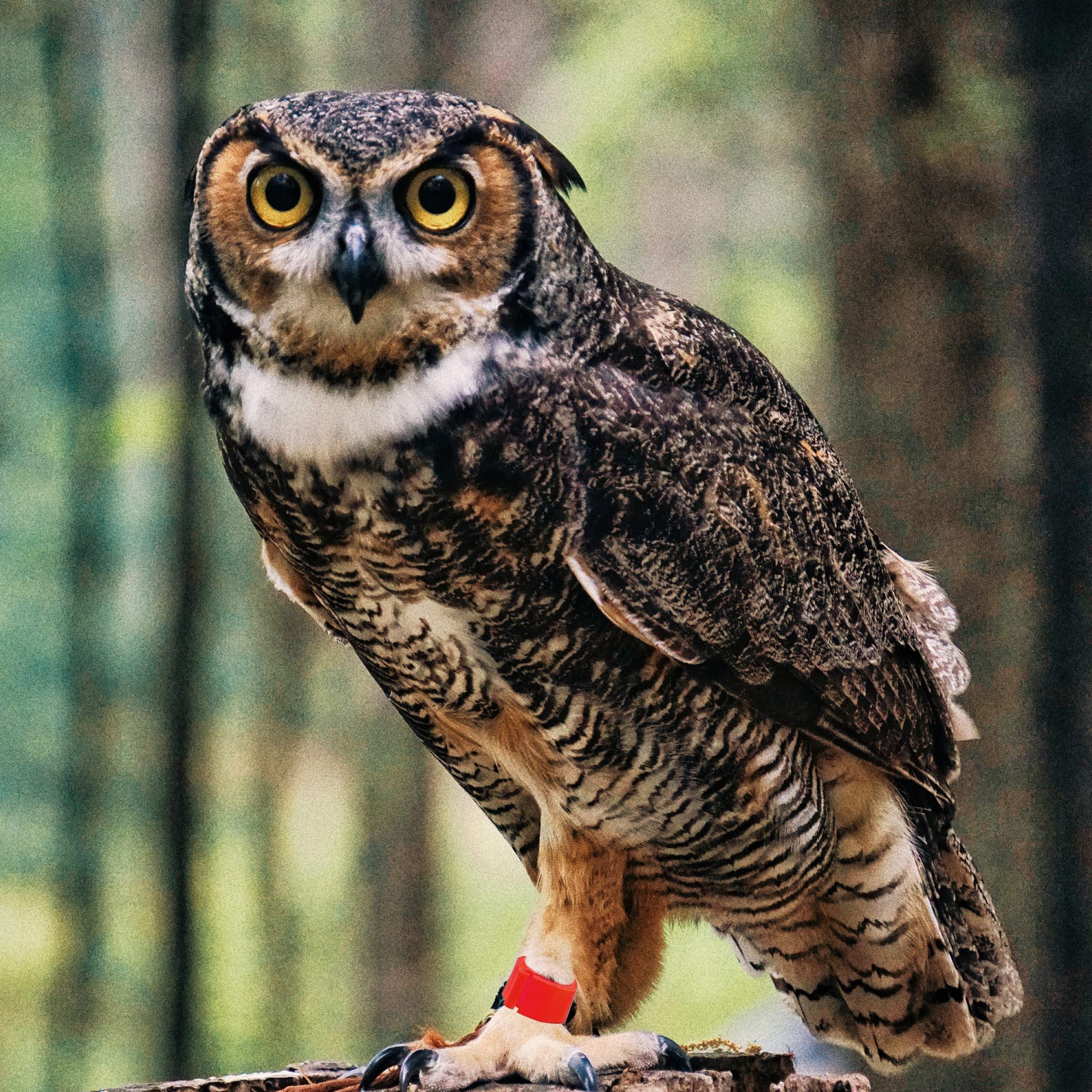 100 Stück Geflügel Fußringe 1-100 - Praktische Kennzeichnung Für Hühner & Tauben