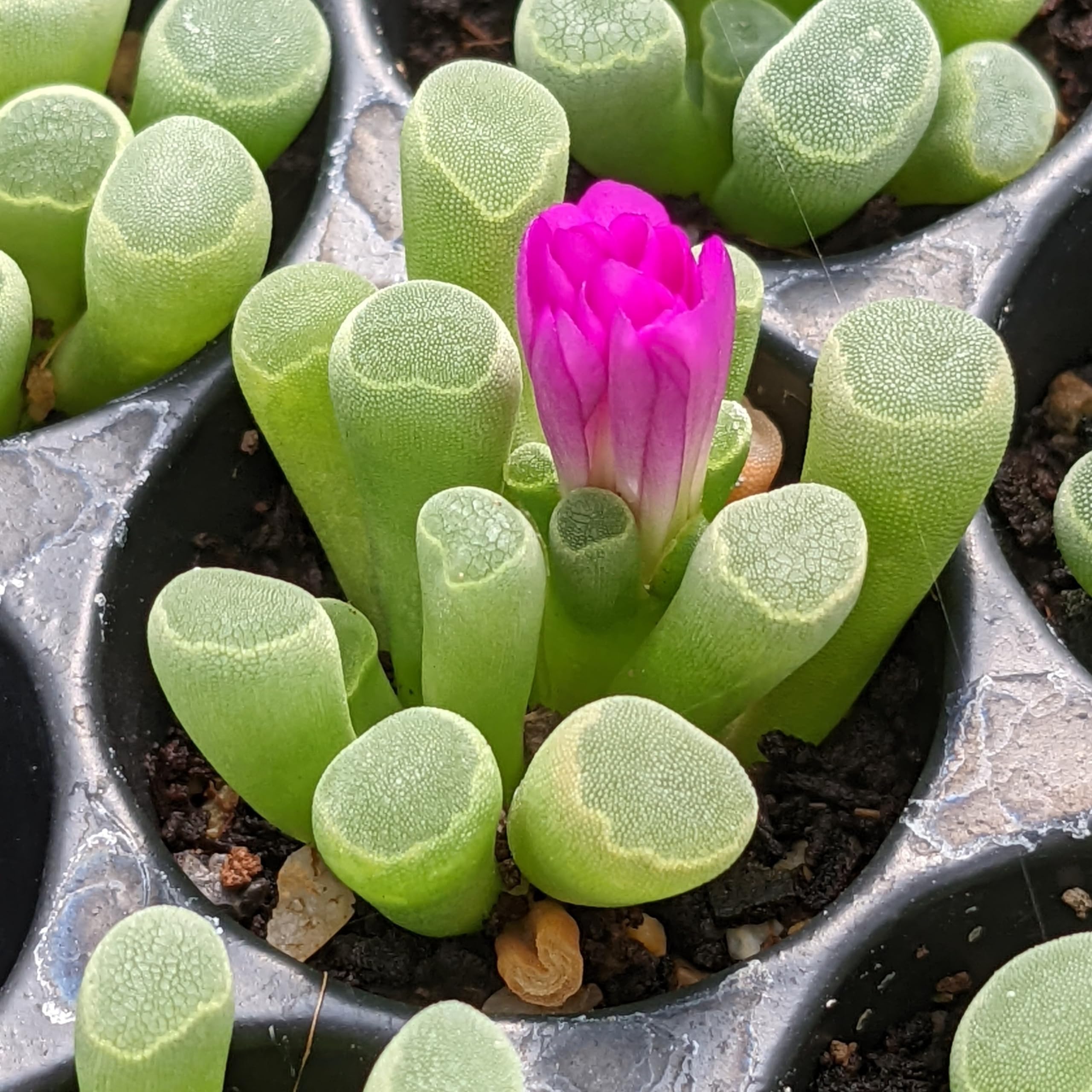 SUNNYPLANTS - Frithia Pulchra - Dedos de Bebé, Plantas Lithops, Suculentas de Piedra Viva, Piedras Vivas, Planta de Piedra