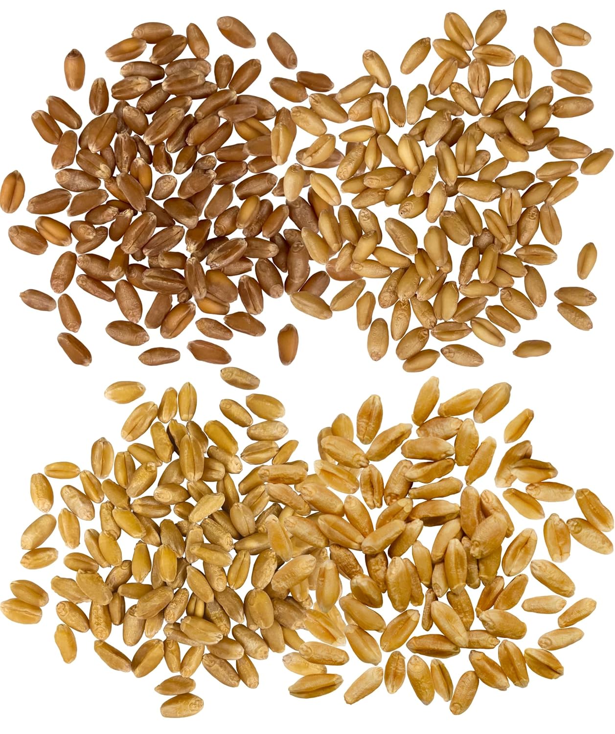 Palouse Brand Certified Glyphosate Residue Soft and Hard White, Red Spring and Winter Wheat Berries| 20 LBS