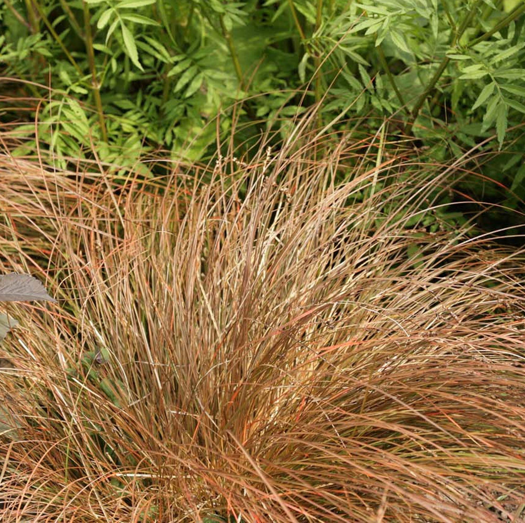 Carex Prairie Fire - Sedge Grass - Evergreen Perennial Plants - Outdoor Garden Plant in Pot (2 Litre Pot, 30-50cm)