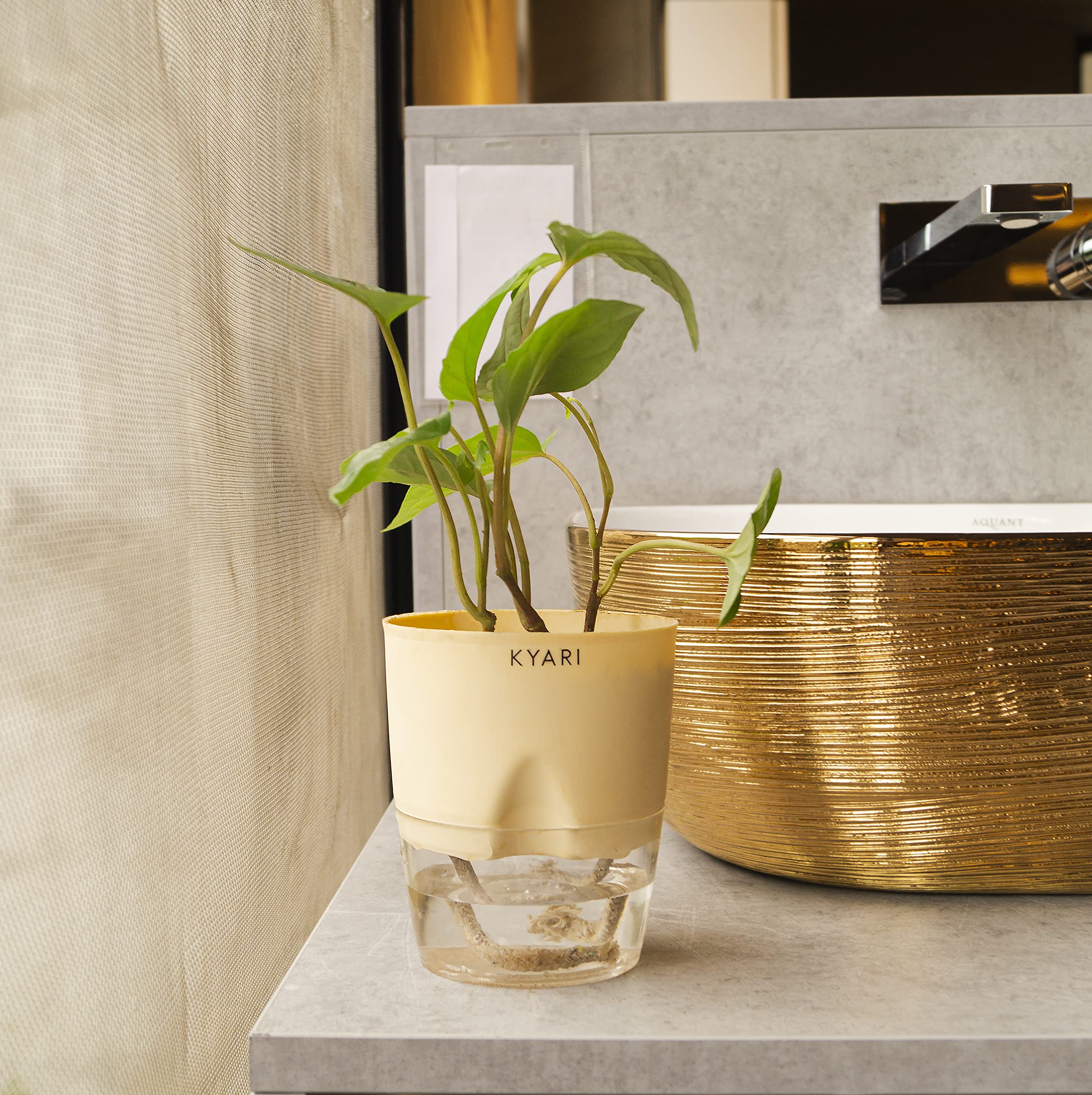 KYARI Betel Leaf Indoor Plants for Living Room | Live Plants | Plants with Cream Self Watering Pot for Home | Air purifier plants | Plants for Home Decor | Plants for Garden & bedroom (B0BDDMSGNM) Amazon Price History, Amazon Price Tracker