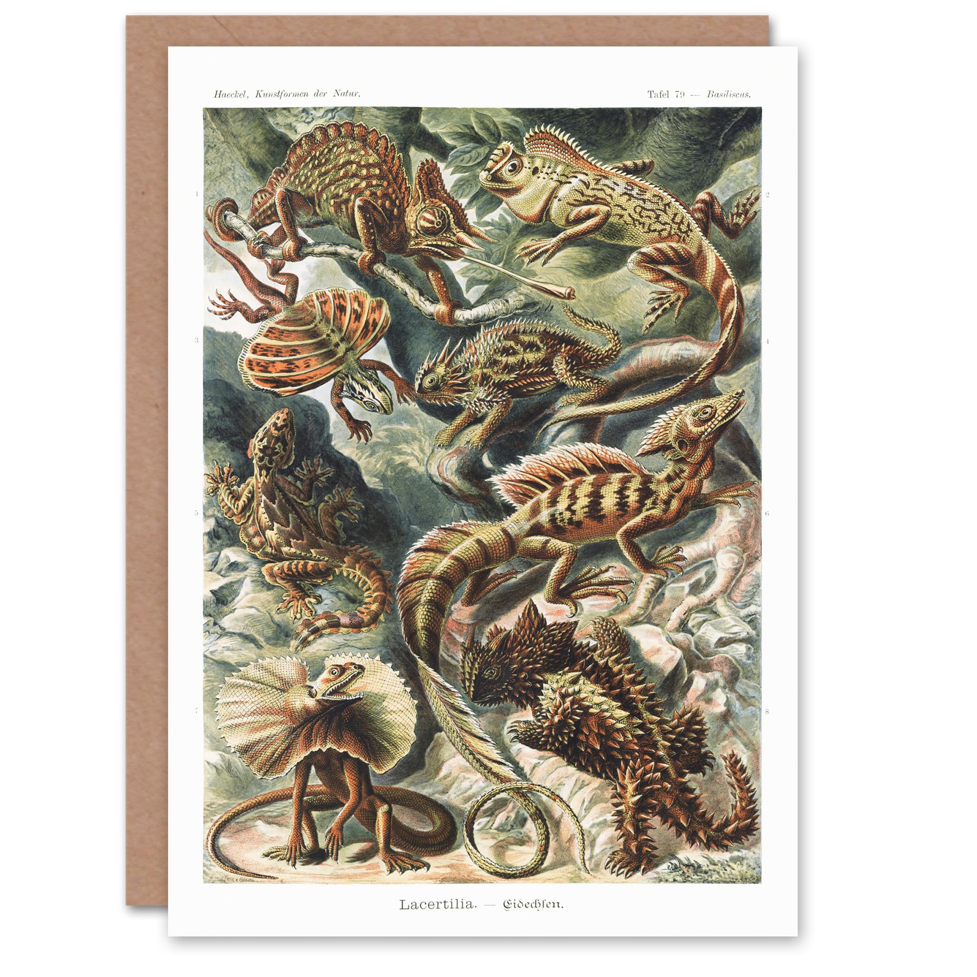 Artery8 Ernst Haeckel Art Card Lacertilia Reptile Lizard Species