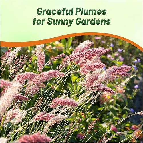 Miniatura 6 de Outsidepride Hierba ornamental de rubí perenne para climas más cálidos - 50 semillas