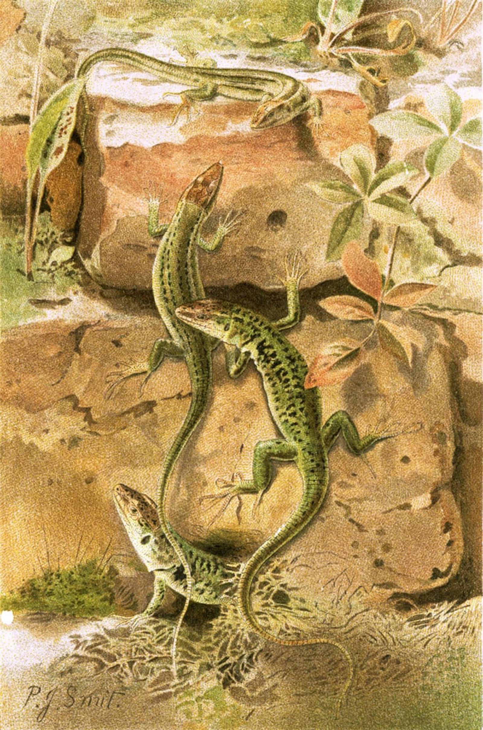 SERENDIPITP Retro Picture Poster Wall Art Pictures Painting Wall Lizards by Smit Wall Art Canvas Print for Wall Decor 60x90cm