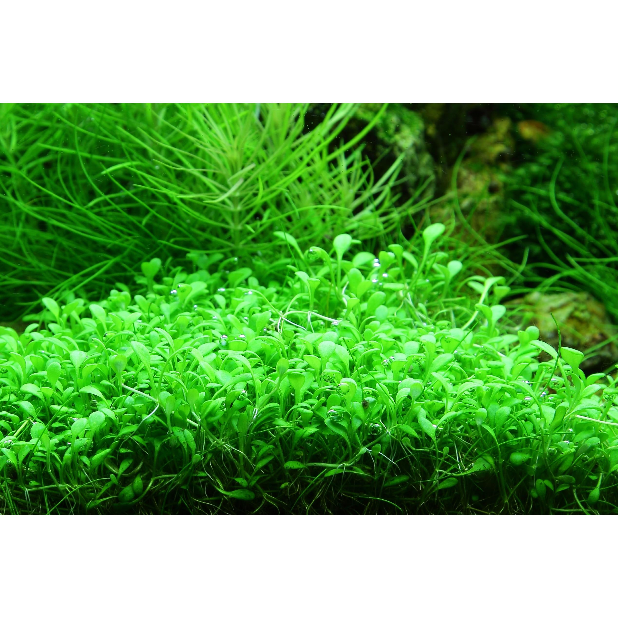 Tropica Glossostigma elatinoides 1-2-Grow Coltura di tessuti in vitro Pianta per acquario vivo, sicura per gamberetti e senza lumache