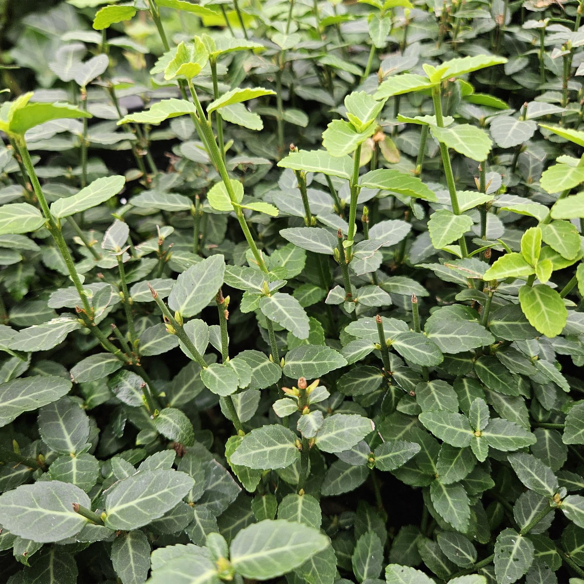 Immergrüne Kriechspindel – Euonymus fortunei radicans – 10-25cm – Ø9cm – 6 Pflanzen – Bodendecker – Pflegeleicht & Winterhart – Garten, Beete & Zäune