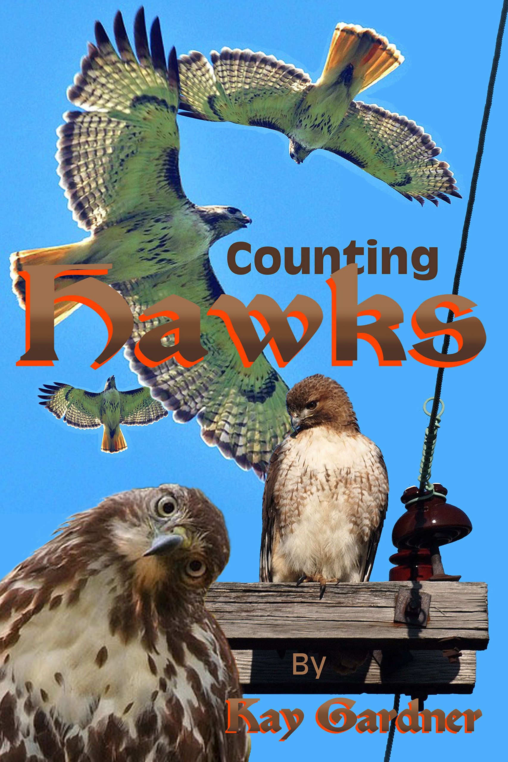 counting hawks