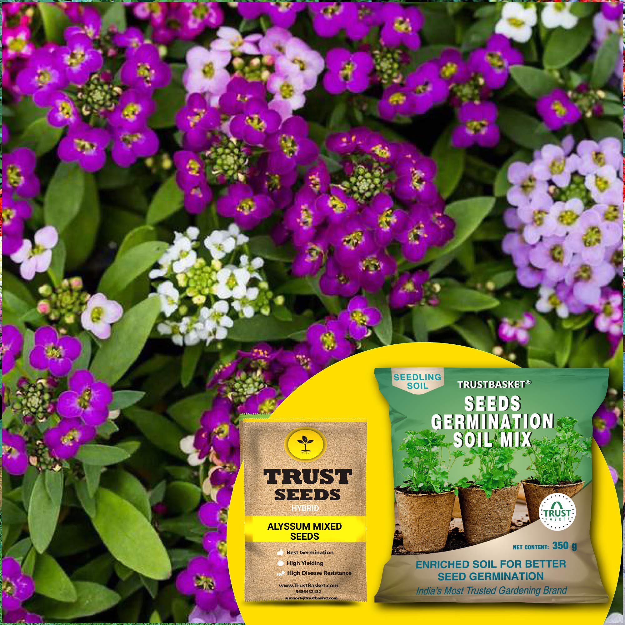 TrustBasket® Alyssum Mixed (Hybrid) Seeds with Free Germination Potting Soil Mix