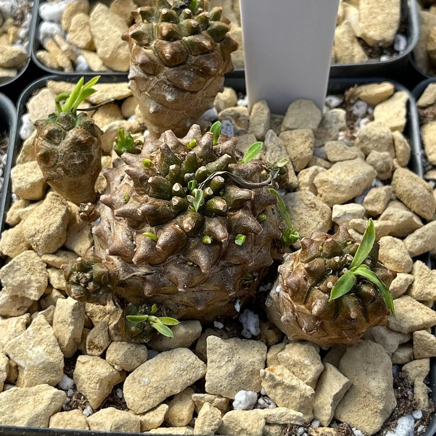 Euphorbia Japonica Cacti Cactus Succulent Real Live Plant