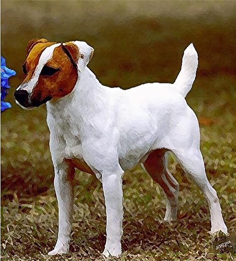 Amazon ジャックラッセルテリア犬ポートレートマットアートプリント 12 7cm 17 78cmデザイン 32cm 25 4cmマット付き アートフレーム ポスター オンライン通販