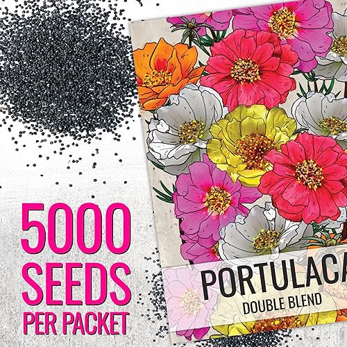 Miniatura 2 de Seed Needs Semillas de rosa musgo para plantar cubierta vegetal Portulaca, reliquia y flores polinizadas abiertas para plantar un jardín de