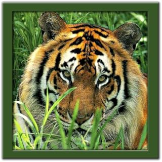 Wild Animals Puzzle (No Ads): JigSaw