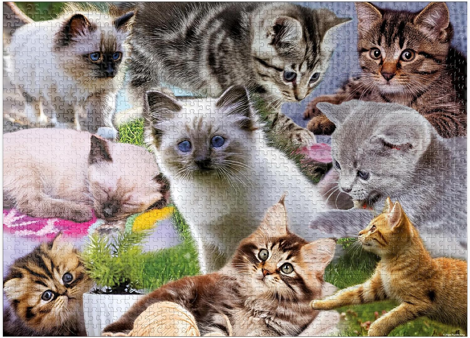 MyPuzzle Kitten Cuties - Premium 500 Piece Jigsaw Puzzle for Adults