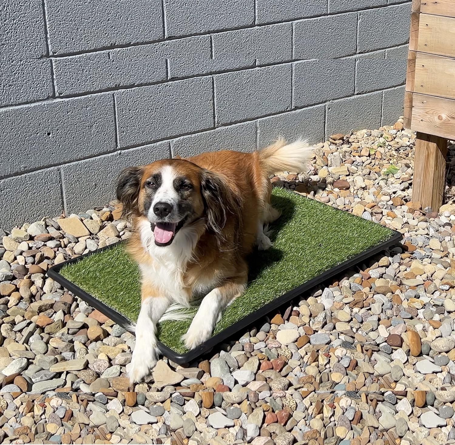 Oiyeefo Dog Loo Potty – Extra Large Size 35.5” x 23.6” – 2 Packs Replacement Artificial Grass Mat – Portable Toilet with Fake Grass and Tray– Indoor Outdoor Pets Potty Use : Pet Supplies