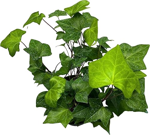 Miniatura 4 de BubbleBlooms Hiedra argelina, hiedra canaria, hiedra canaria, hiedra de Coney Island, hiedra de Madeira en maceta de 6 pulgadas