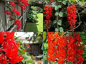 BlimBurn 50+ SEEDS- Climbing Jade Vine Flower Seeds For Home Garden, Balcony & Wall Covering | Low Maintenance & Fast Growing (RED RADIANCE)