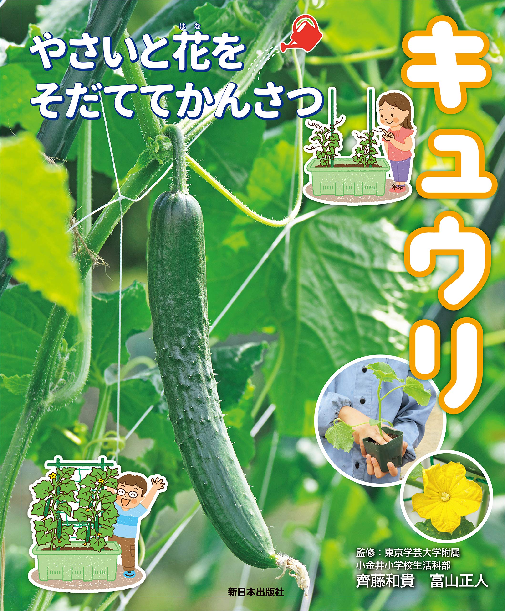 【きゅうり】 きゅうり(高知他) B 7本入: 農産品 KANTO EXPRESS