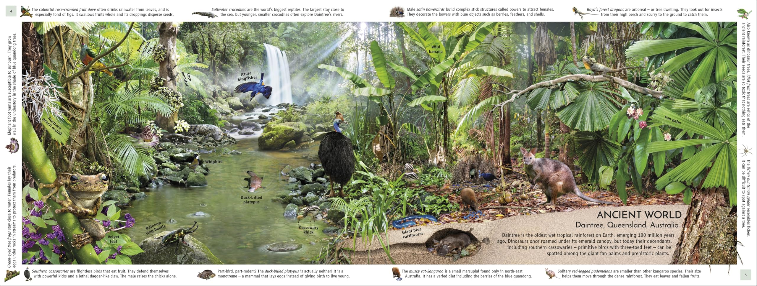 Rainforest: Discover the Extraordinary Life in Earth's Most Delicate Ecosystems (DK Panorama)