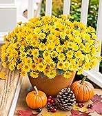 Daisy Artificial Flowers for Outdoors Fall Autumn Decoration, 6 Bundles Fake Mums Yellow Silk Flowers for Outside Look Real UV Resistant Faux Flowers Plants for Planter Front Door Home Indoor Porch