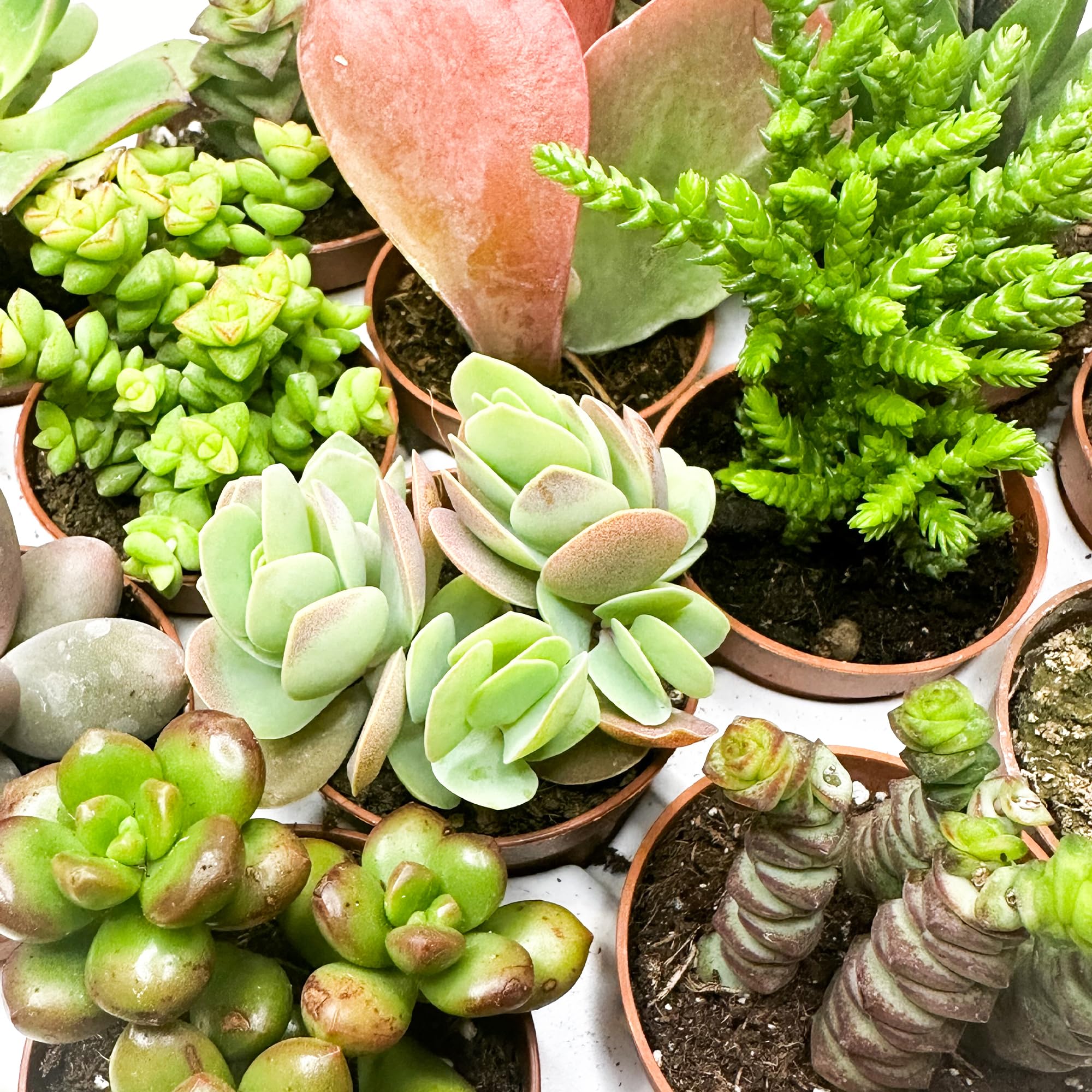 Box 20 Piante Grasse e Succulente Senza Spine, Vaso Ø 5.5cm, Piante da Interno Assortite, Decorative e Facili da Curare