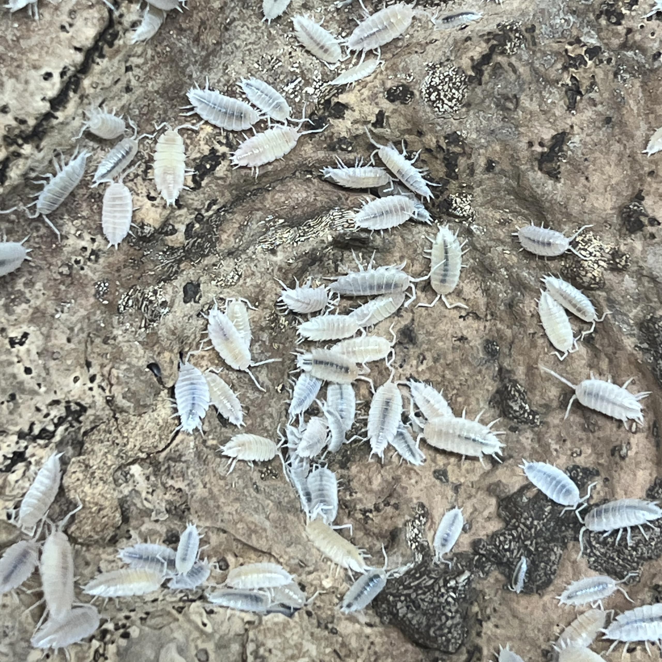 Exo-Morphs Live Powder White Isopods - Porcelliondes pruinosus - Live Arrival Guaranteed (100 ct.)