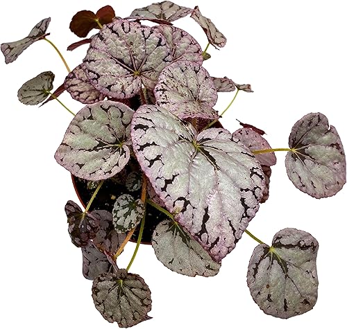 Miniatura 5 de BubbleBlooms Begonia Rex del dólar de plata en una Begonia Rey Pot de 6 pulgadas