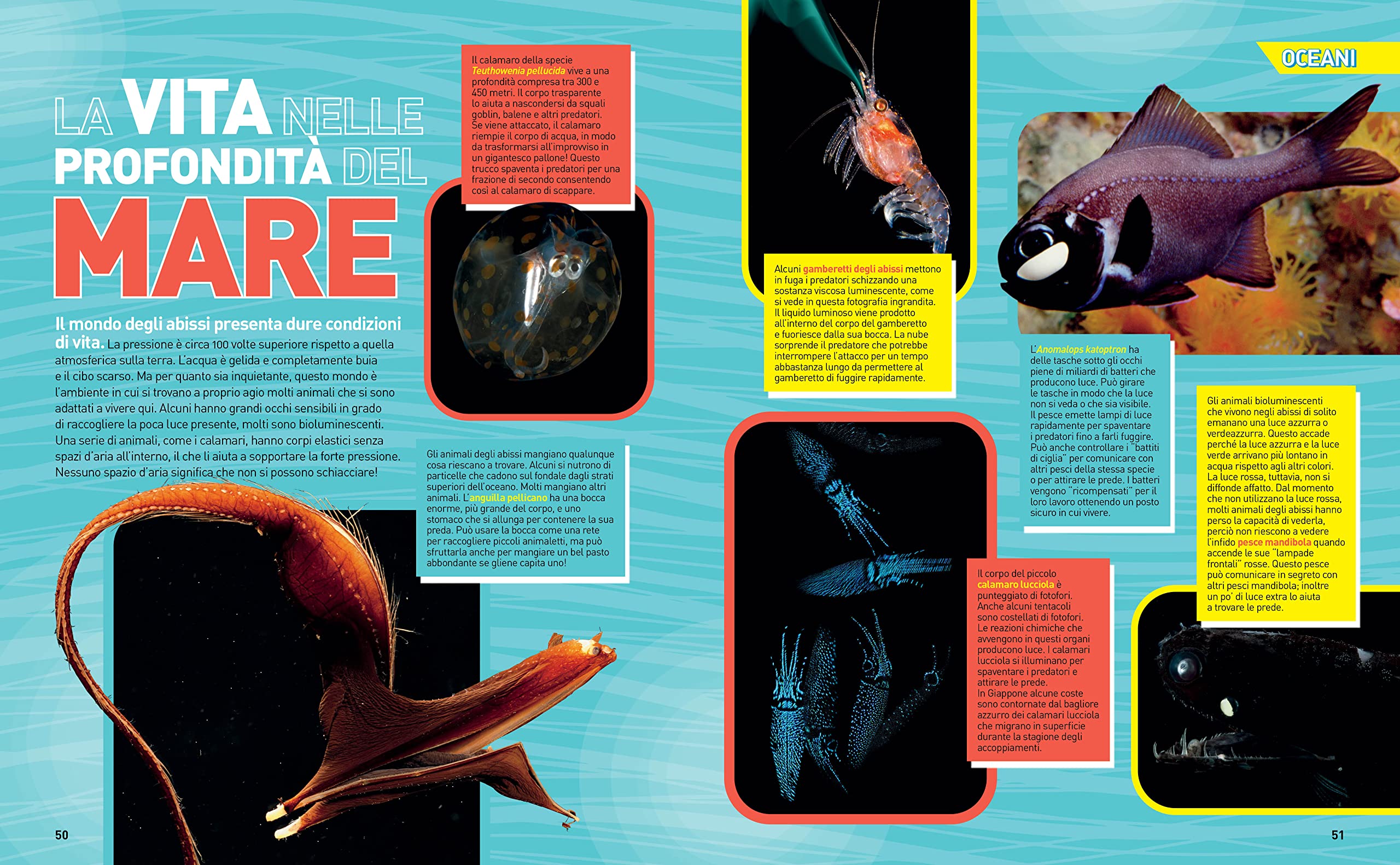 Enciclopedia Oceani - La grande enciclopedia degli oceani | Edizione a colori | Guida completa alla vita marina, Atlante illustrato