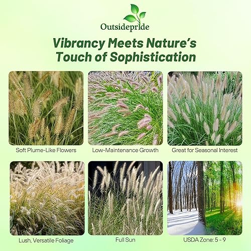 Miniatura 2 de Outsidepride Pennisetum Alopecuroides Perenne Fuente Ornamental Hierba - 100 Semillas
