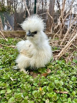 6 Silkie Chicken Fertile Hatching Eggs - Shipped in Foam from Silky Birds