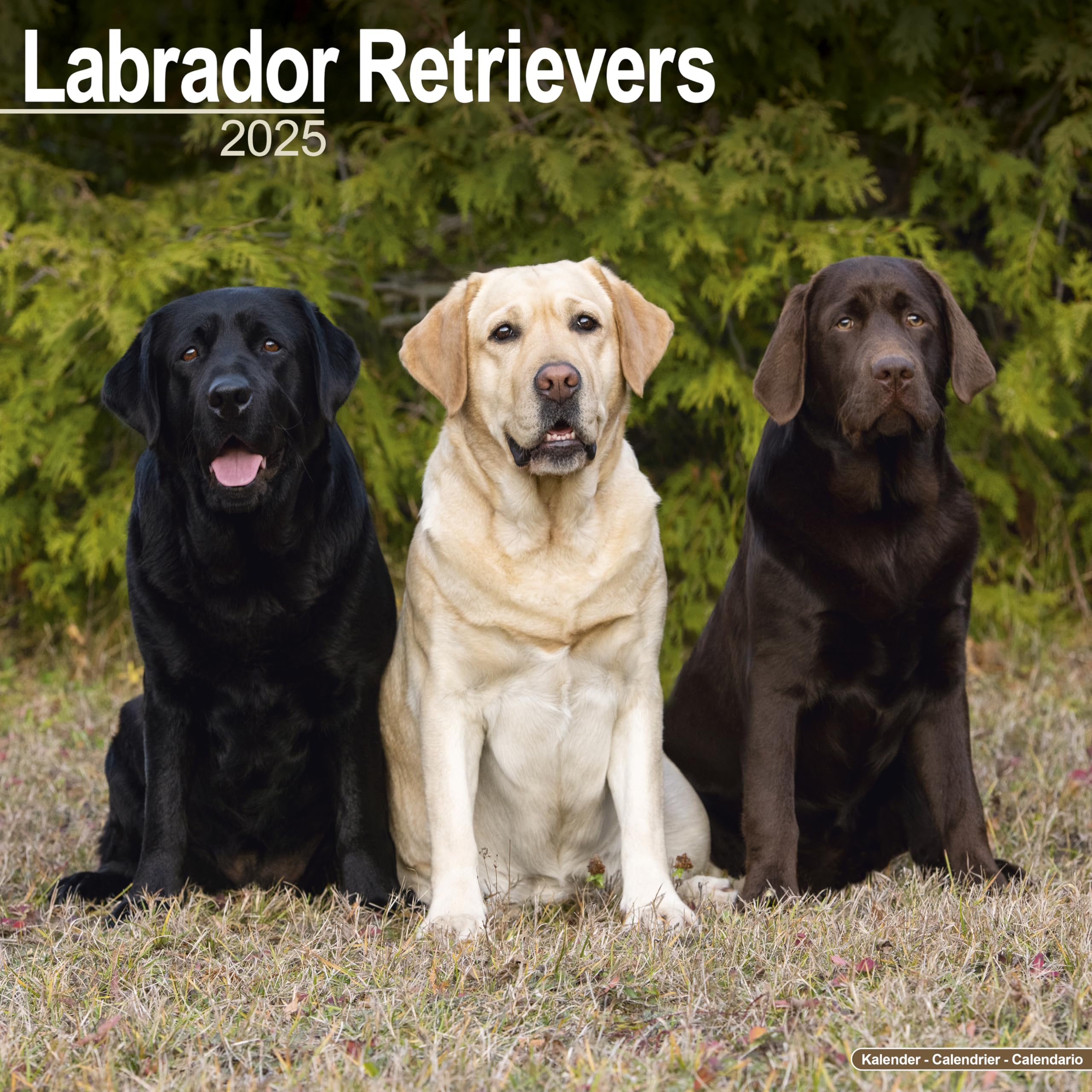 Labrador Retriever 2025 - 16-Monatskalender: Original Avonside-Kalender [Mehrsprachig] [Kalender]