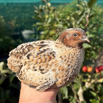 Mixed Coturnix Quail Hatching Eggs (12 Count) - UK Breeder