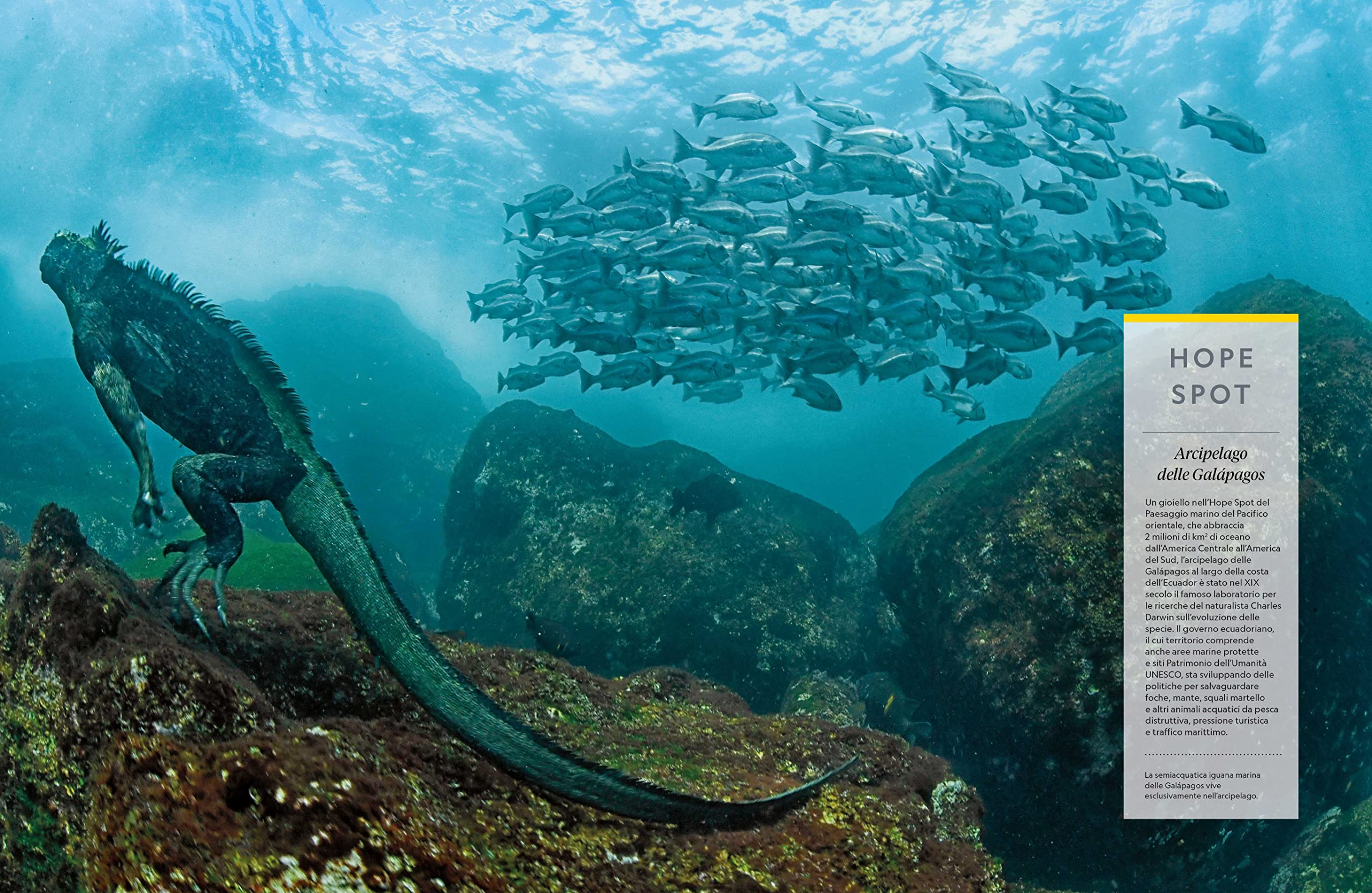 NATURA E POPOLI - Oceani: L'ultima odissea | National Geographic | Edizione Illustrata | Impegno Globale per la Natura