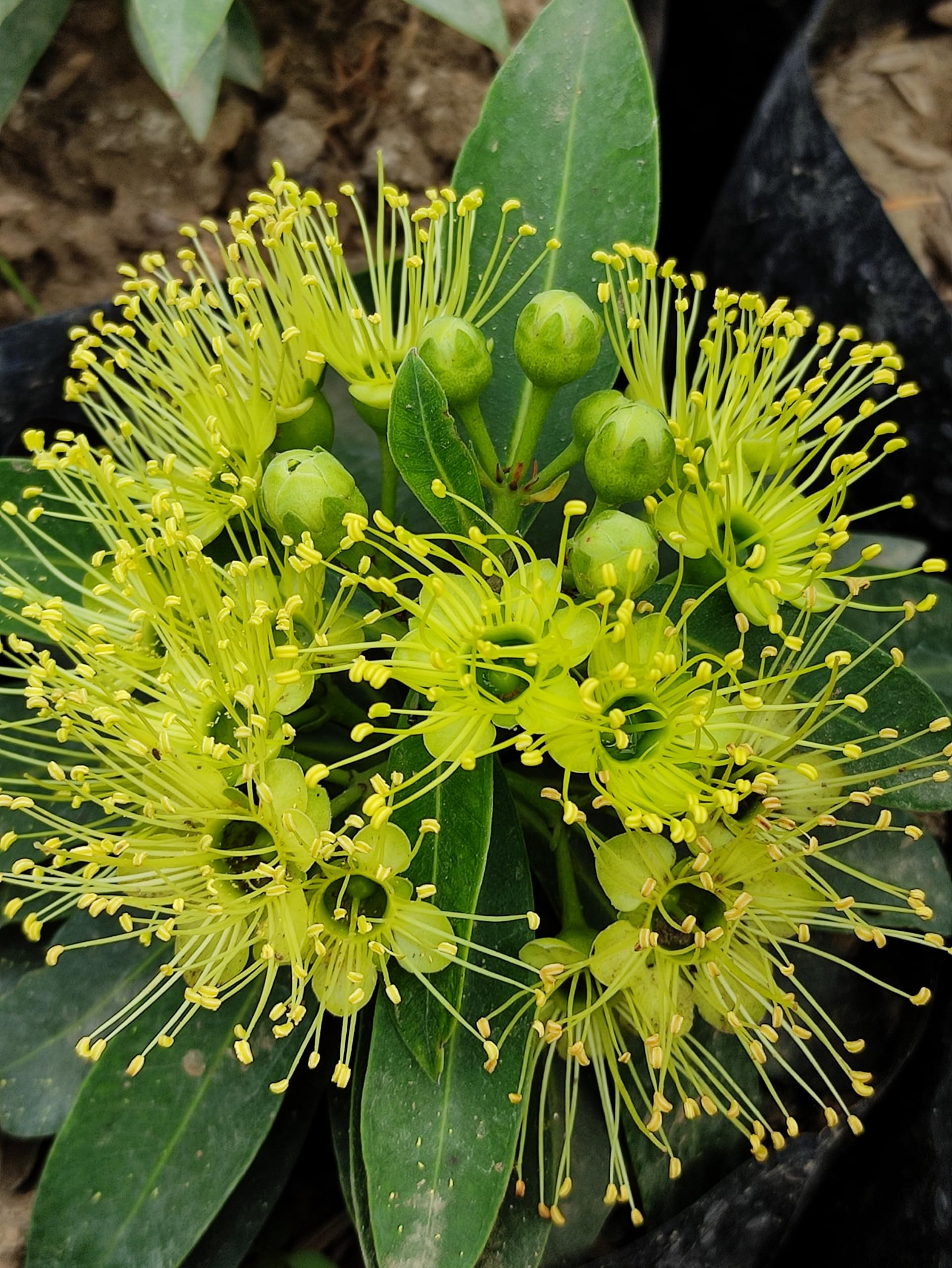 First Love Flower Plant (B0DCSWYH56) Amazon Price History, Amazon Price Tracker