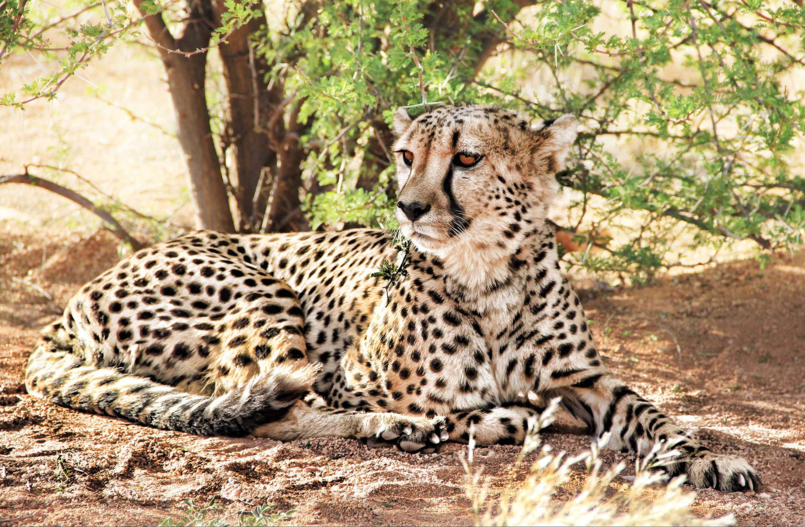 Cheetah Puzzle 1000 Pieces Animal World Puzzle Puzzle Storage 50x70CM