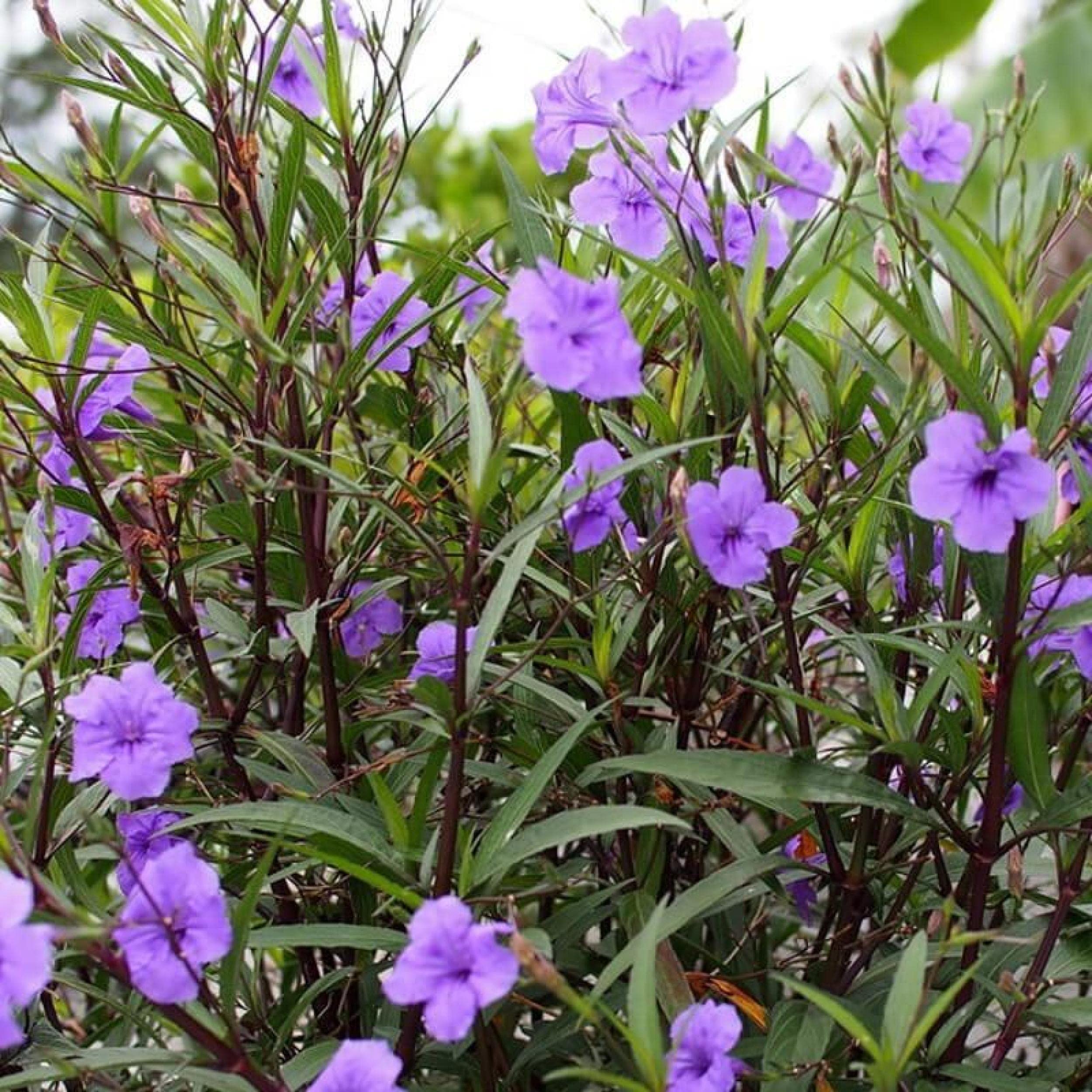 Chalily Blue Bells